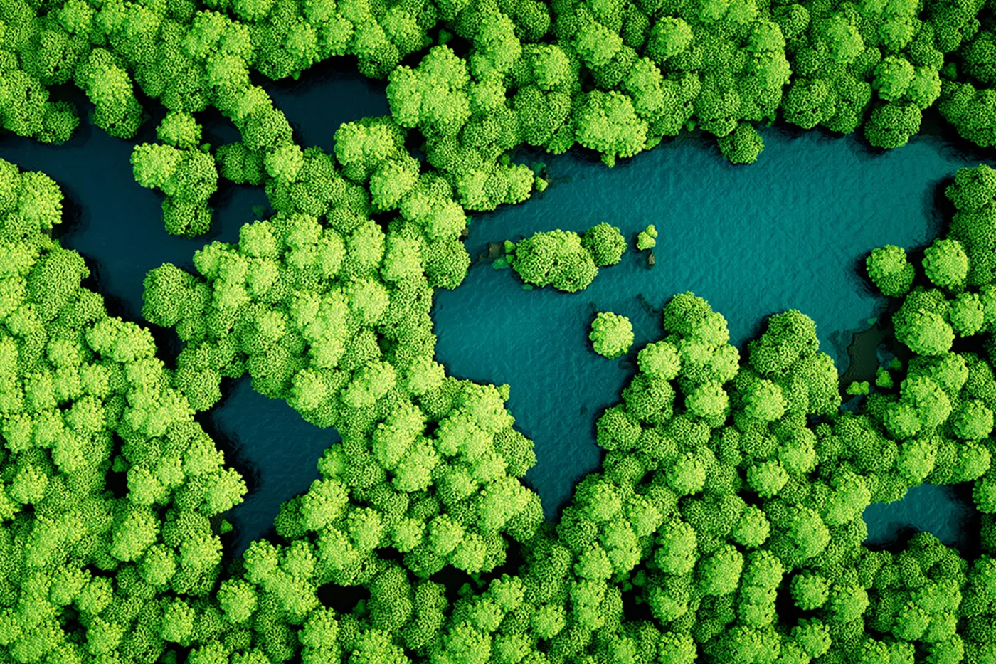Aerial view of mangrove forest and tidal channels